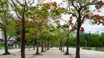 銅鑼灣附近的維多利亞公園入口處種植了一排排的鳳凰木作為地標樹。初夏時節，遊人能在嫣紅姹紫的季節中享受這條猩紅千點的林蔭大道。